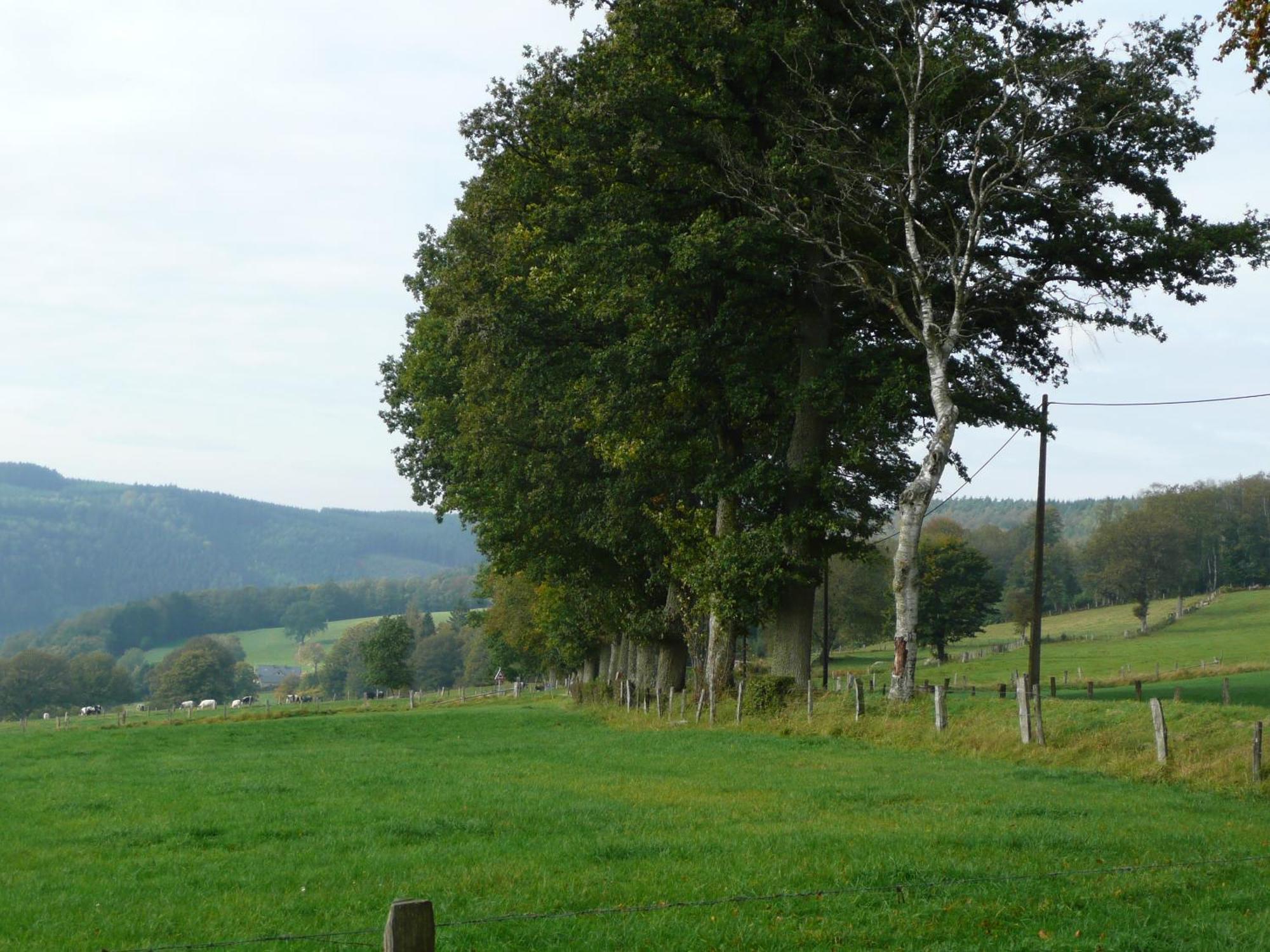 Le Fournil Gite Rural Trois-Ponts Eksteriør bilde